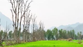 Natural of beautiful flowers