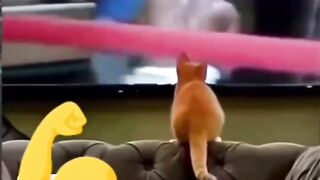 Cat wrestling