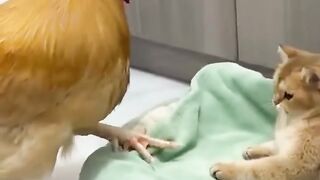 Cat and Rooster together