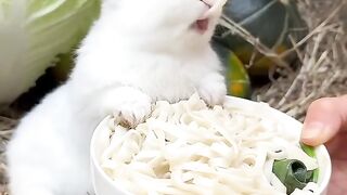 Little rabbit eats noodles, cute pet rabbit, pastoral little cute