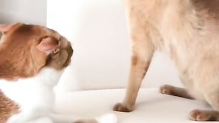 Funny vidéo