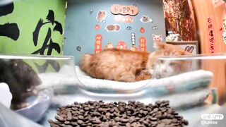 Tom & Jerry (Best friends) ♡