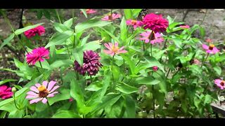 Butterflies ad flowers