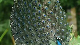 Dancing peacock