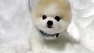 Funny dogs and cats