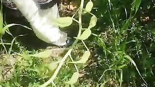 My garden