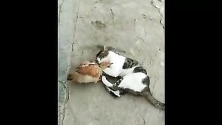 Fun with animals