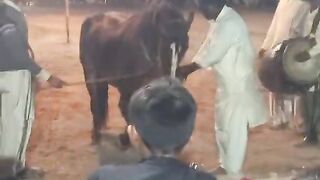 horsedance #foryoupage #fypviral #foryou #viral #imrankhan #fypシ゚viral #horsedance2024#viralvi