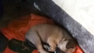 Cute Pupies 6 pupies