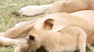 Lion cub - Asking for milk! #shorts#baby#lion.