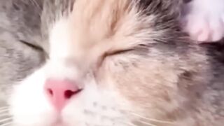 Cat doing cat's work| cat fun|