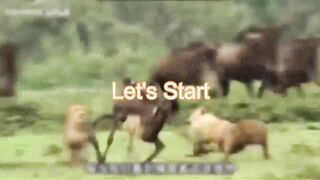wild life