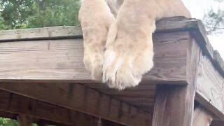Lion BOOPS#Animals #wildlife