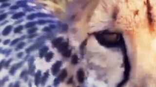 Cheetah Cubs - The Owner Of The Beautiful Hair On His Head#Animals #wildlife