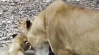 lion cubs - Daddy says not now????! #shorts#baby#lion.