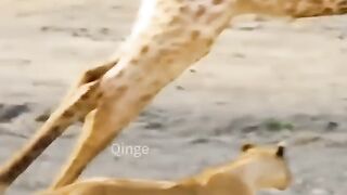The confusing behavior of the kung fu giraffe animal Fantastic animals on#Animals