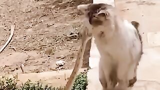 This cat