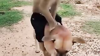 Most Funny Video|Interesting Video|Animals Video