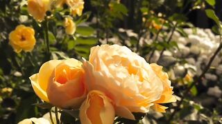 Nice flower