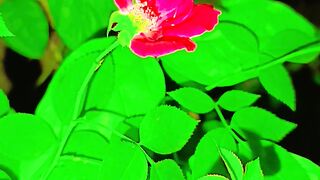 Red rose beautiful