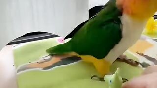 entertainment