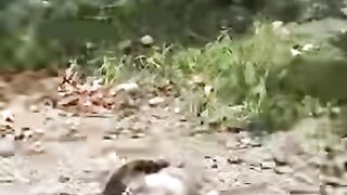 Cat hynting crow birds