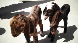 Small Baby's goat ????