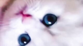 Cute_Kitten_are_playing