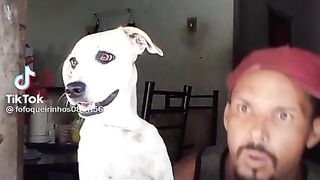 Funny dog