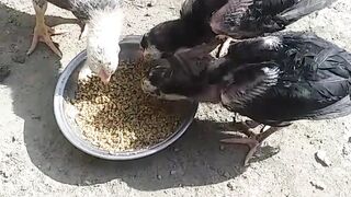 Aseel chicks