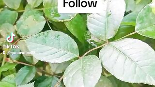 Follow 4 follow