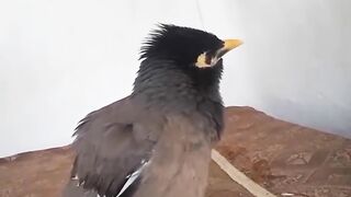Funny animals