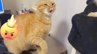 Very angry cat battle.