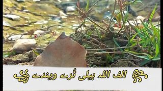 Saraiki poetry, Viral poetry