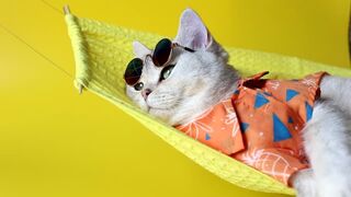 Happy cat ????