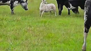 Funny animals