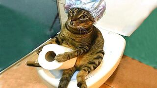 Cute cat ????