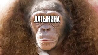 Очень похоже, однако для животных такое сравнение унизительно.