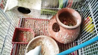 It is very relaxing to hear the birds chirping in the morning