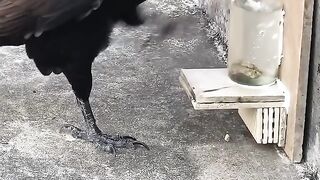 Thirsty crow