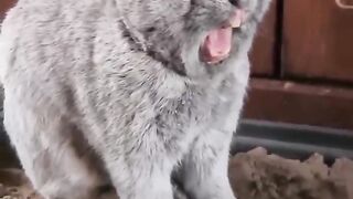 Funny animal videos