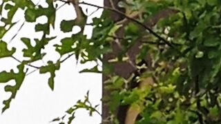 Swinging Sparrow