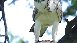 Animal ponted