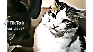 Cat attitude