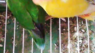 Love birds love story ????