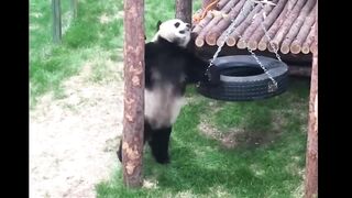 Panda playtime