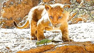 Animal wild world