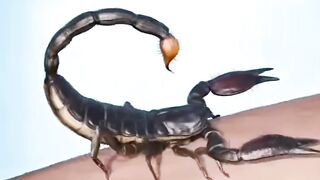 Amazing video