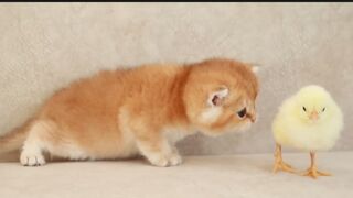 Cat having fun at home