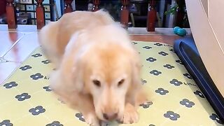The Dog Sleep For Bed